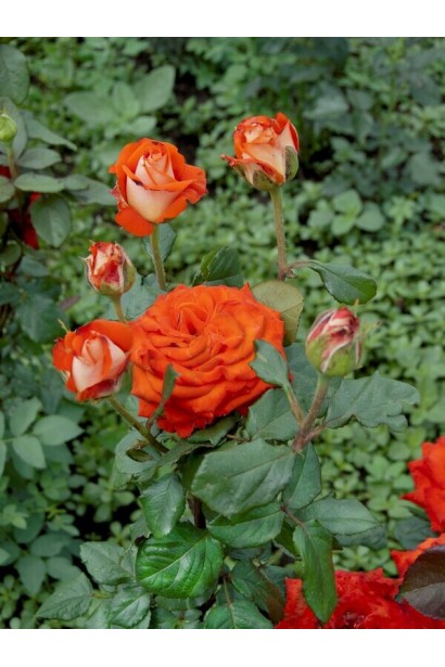 Кущ троянди Верано на клумбі